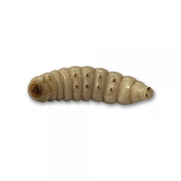 ALBATROS Thropy Baits Mummy Worms White 4 ALBATROS Thropy Baits Mummy Worms White - Afbeelding 2