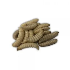 ALBATROS Thropy Baits Mummy Worms White 7 ALBATROS Thropy Baits Mummy Worms White -SHIMA VIS Winkel 11267988194Thropy Baits Mummy Worms White
