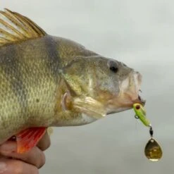 Berkley Pulse Spintail 14g -SHIMA VIS Winkel 1432867Berkley Pulse Spintail 14g 8