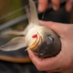 Fjuka 2in1 Pellets Red 8 Fjuka 2in1 Pellets Red -SHIMA VIS Winkel 1532172Fjuka 2in1 Red 1 2