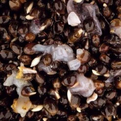 Nash Scopex Squid Hemp 2.5L 5 Nash Scopex Squid Hemp 2.5L -SHIMA VIS Winkel 3568774Nash Scopex Squid Hemp 2 5L 1