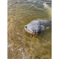 Black Cat Cat Chatter 70g -SHIMA VIS Winkel 3948561Black Cat Cat Chatter 70g 3