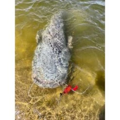 Black Cat Cat Chatter 70g -SHIMA VIS Winkel 3948562Black Cat Cat Chatter 70g 4