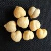 Enterprise Tackle Imitation Chick Peas -SHIMA VIS Winkel 696752p 35878